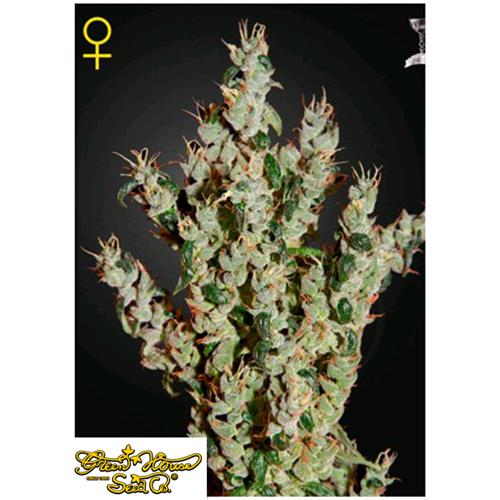 GREEN HOUSE NL5 HAZE MIST 3 SEEDS