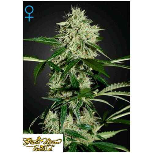 GREEN HOUSE NORTHERNS LIGHTS AUTO 5 SEEDS