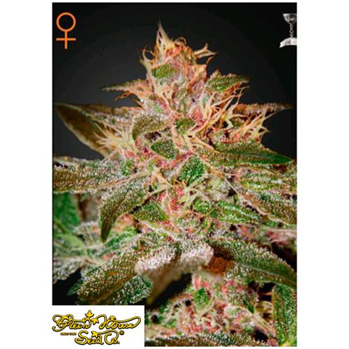 GREEN HOUSE PURE KUSH 3 SEEDS