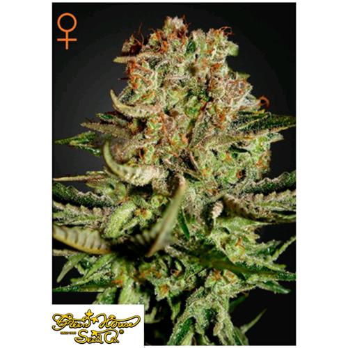 GREEN HOUSE SUPER BUD 5 SEEDS