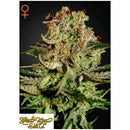 GREEN HOUSE SUPER BUD 3 SEEDS
