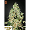 GREEN HOUSE SUPER CRITICAL 5 SEEDS