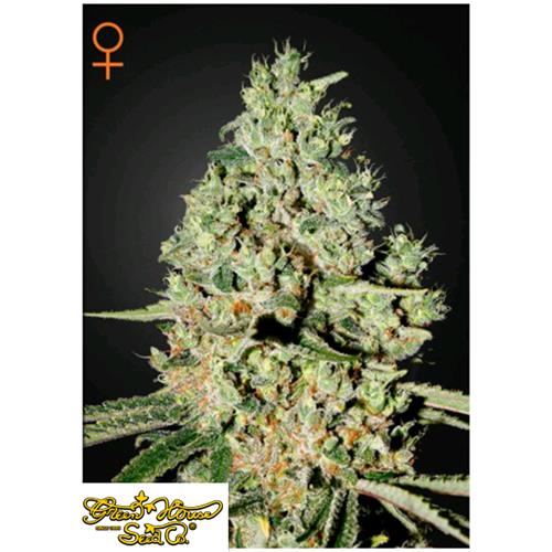 GREEN HOUSE SUPER CRITICAL 5 SEEDS