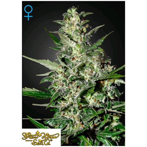 GREEN HOUSE SUPER CRITICAL AUTO 3 SEEDS