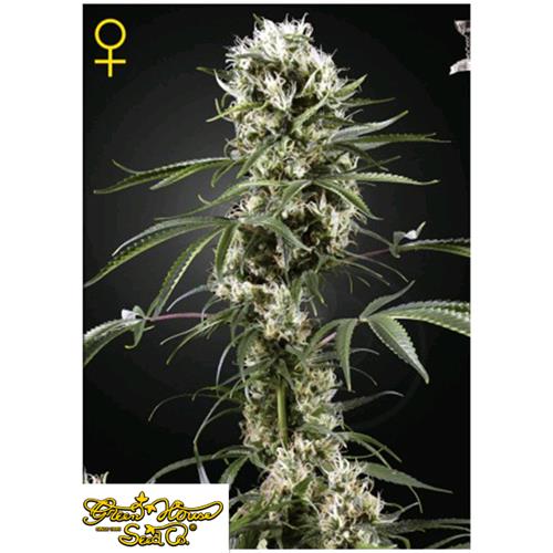 GREEN HOUSE SUPER LEMON HAZE 3 SEEDS