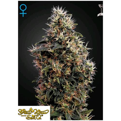 GREEN HOUSE SWEET MANGO AUTO 3 SEEDS