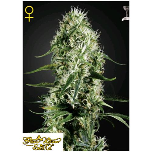 GREEN HOUSE SUPER SILVER HAZE 5 SEEDS