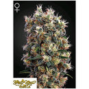 GREEN HOUSE - THE CHURCH - 1 SEED