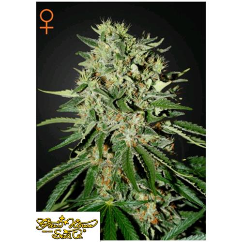 GREEN HOUSE THE DOCTOR 3 SEEDS