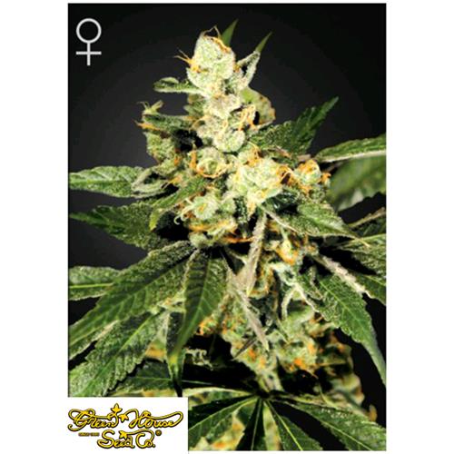 GREEN HOUSE TRAIN WRECK 5 SEEDS