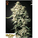 GREEN HOUSE WHITE RHINO 5 SEEDS