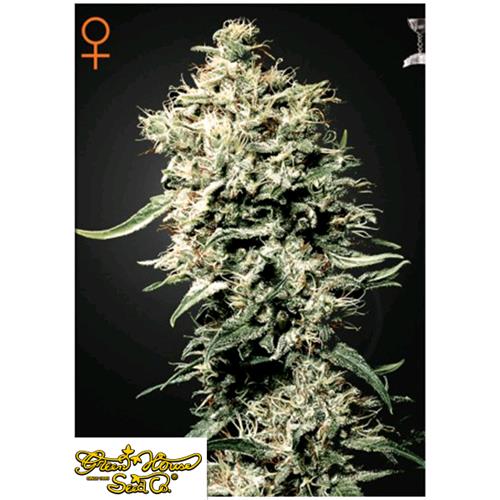 GREEN HOUSE WHITE RHINO 3 SEEDS