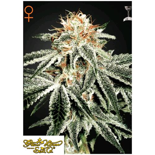 GREEN HOUSE WHITE WIDOW 3 SEEDS