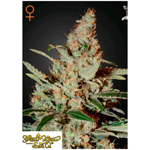 GREEN HOUSE - CHEMDOG FEM - 3 SEEDS