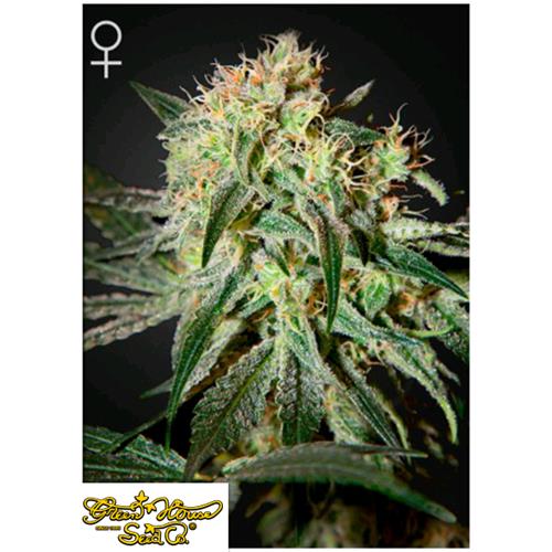 GREEN HOUSE - DAMN SOUR FEM - 3 SEEDS