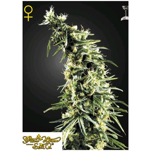 GREEN HOUSE HAWAIIAN SNOW 3 SEEDS