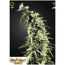 GREEN HOUSE HAWAIIAN SNOW 3 SEEDS