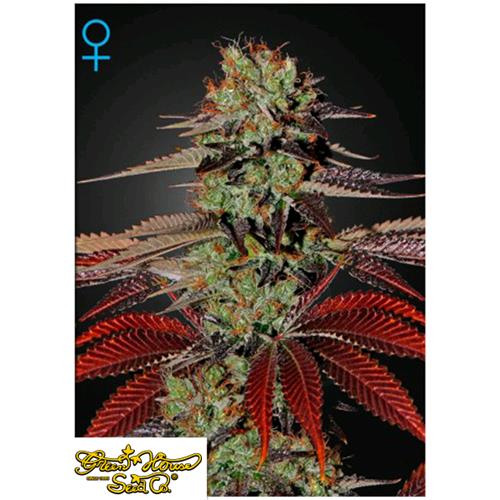 GREEN HOUSE - KING'S KUSH AUTO - 5 SEEDS