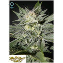 GREEN HOUSE - KING'S KUSH CBD - 10 SEEDS