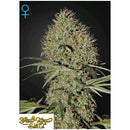 GREEN HOUSE - SUPER BUD AUTOFLOWERING - 10 SEEDS