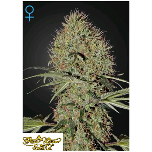 GREEN HOUSE - SUPER BUD AUTOFLOWERING - 5 SEEDS