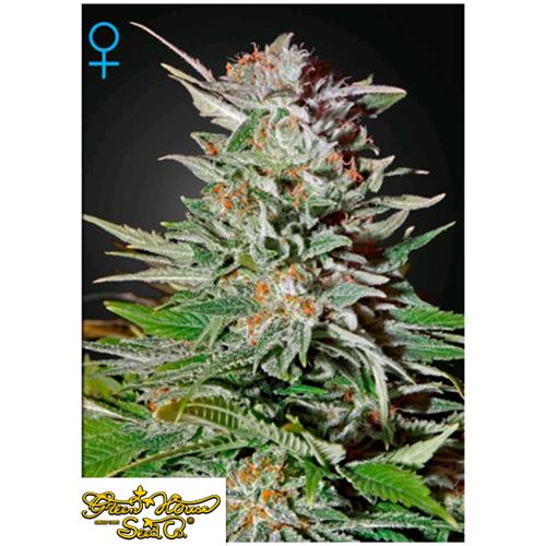 GREEN HOUSE SUPER LEMON HAZE AUTOFLOWERING 10 SEEDS
