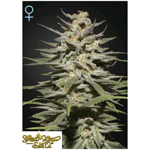 GREEN HOUSE - SUPER LEMON HAZE CBD - 10 SEEDS
