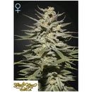 GREEN HOUSE - SUPER LEMON HAZE CBD - 5 SEEDS