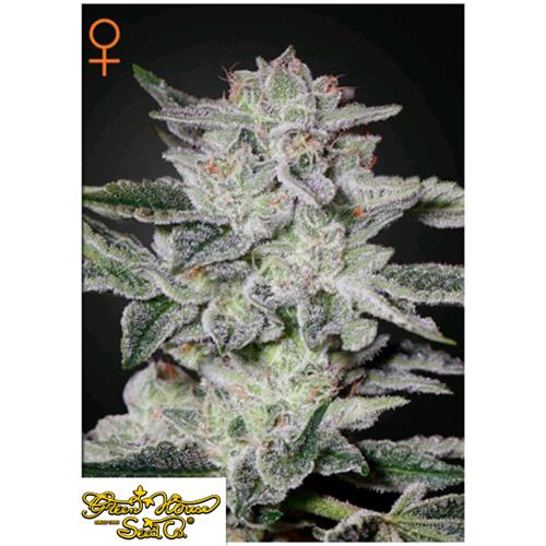 GREEN HOUSE - SWEET VALLEY KUSH - 10 SEEDS