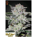 GREEN HOUSE - SWEET VALLEY KUSH - 1 SEED