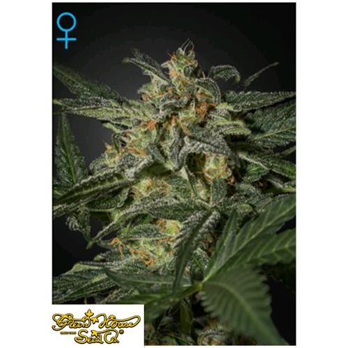 GREEN HOUSE WHITE WIDOW AUTO 5 SEEDS
