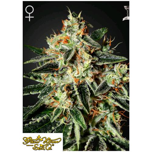 GREEN HOUSE - GH CHEESE FEM - 5 SEEDS