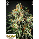 GREEN HOUSE - GH CHEESE FEM - 5 SEEDS