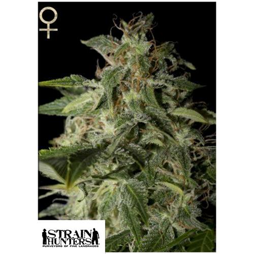GREEN HOUSE - STRAIN HUNTERS - AFGOOEY FEM - 5 SEEDS