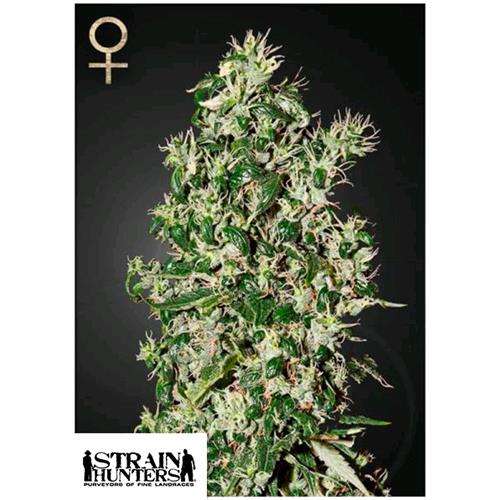 GREEN HOUSE - STRAIN HUNTERS - BIG TOOTH FEM - 3 SEEDS