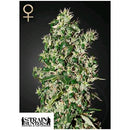 GREEN HOUSE - STRAIN HUNTERS - BIG TOOTH FEM - 5 SEEDS