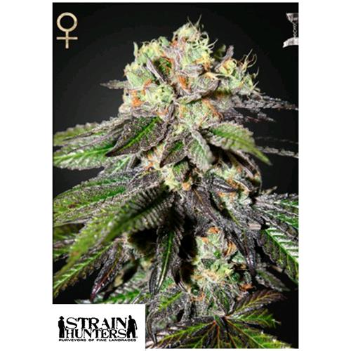 GREEN HOUSE - STRAIN HUNTERS - CABOOSE FEM - 5 SEEDS