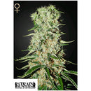 GREEN HOUSE - STRAIN HUNTERS - DAMNESIA FEM - 10 SEMI