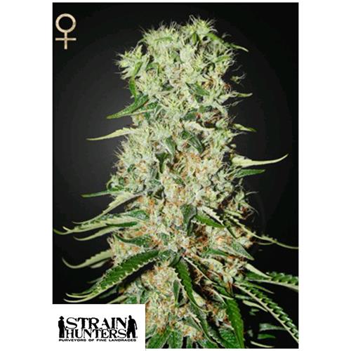 GREEN HOUSE - STRAIN HUNTERS - DAMNESIA FEM - 3 SEEDS