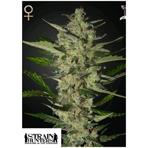 GREEN HOUSE - STRAIN HUNTERS - FLOWERBOMB KUSH FEM - 5 SEEDS