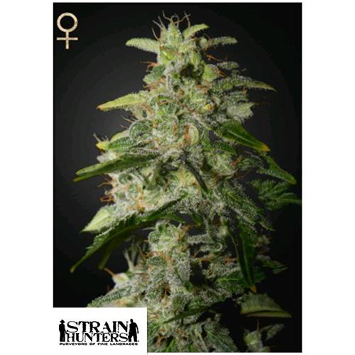 GREEN HOUSE - MONEY MAKER - 5 SEEDS (STRAIN HUNTERS)