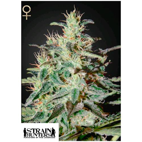 GREEN HOUSE - WHITE LEMON - 5 SEEDS (STRAIN HUNTERS)