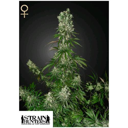 GREEN HOUSE - WHITE STRAWBERRY SKUNK - 3 SEEDS (STRAIN HUNTERS)