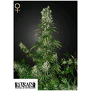 GREEN HOUSE - WHITE STRAWBERRY SKUNK - 5 SEEDS (STRAIN HUNTERS)