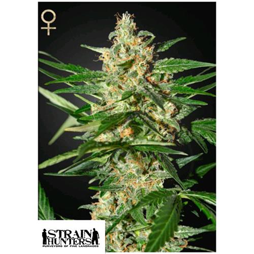 GREEN HOUSE - STRAIN HUNTERS - DAMNESIA AUTO - 3 SEEDS