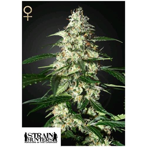 GREEN HOUSE - SKUNK AUTOFLOWERING - 3 SEEDS (STRAIN HUNTERS)