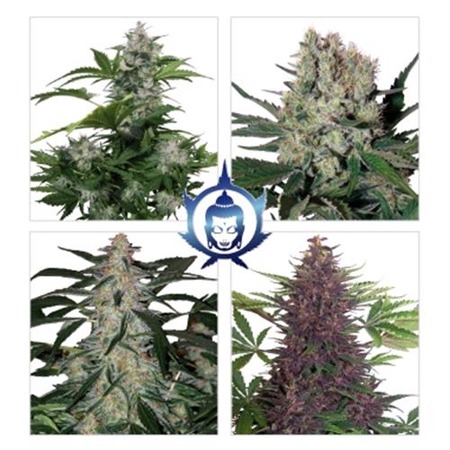 BUDDHA SEEDS - ASSORTED SEEDS - BLISTER 10 SEEDS