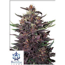 BUDDHA SEEDS - BUDDHA PURPLE KUSH AUTO - 3 SEEDS