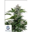 BUDDHA SEEDS - WHITE DWARF AUTO - 3 SEEDS