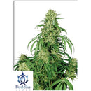 BUDDHA SEEDS - CALAMITY JANE AUTO - BLISTER 10 SEEDS